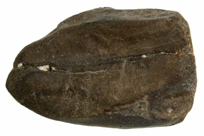 Fossil Dinosaur (Triceratops) Shed Tooth - Montana #332609